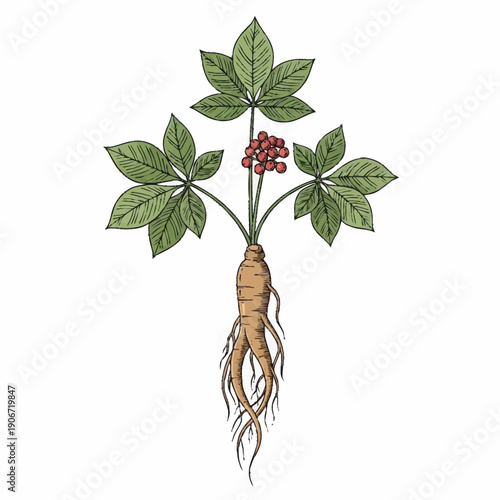 Illustration of a ginseng plant with green leaves and red berries.