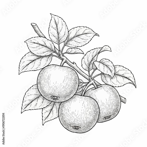 Detailed pencil drawing of oranges on branch with leaves.