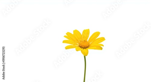 Wallpaper Mural Isolated white background highlighting bright yellow flower blooming vibrantly in summer garden breeze Torontodigital.ca