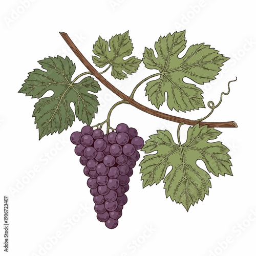 Bunch of ripe purple grapes hanging from vine with green leaves.