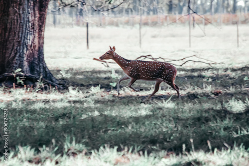 Plakat deer in the woods