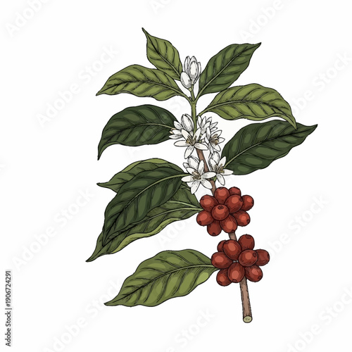 Coffee plant with green leaves and red coffee cherries.