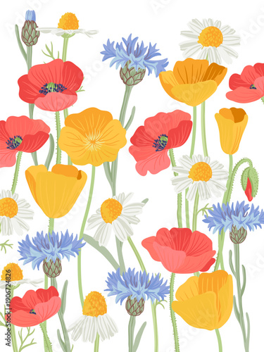 composition with field flowers, vector drawing wild plants at white background, floral backdrop, golden and red poppies, blue cornflowers and daisies, hand drawn botanical illustration