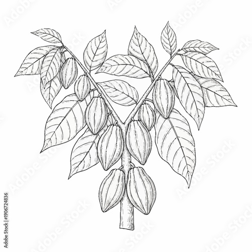 Cocoa tree branch with pods and leaves illustration.
