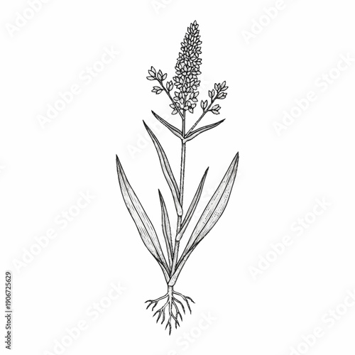 Black and white illustration of a flowering plant with roots.