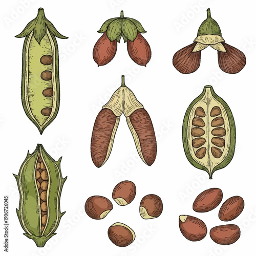 Illustration of various stages of cacao pod opening and cacao beans.