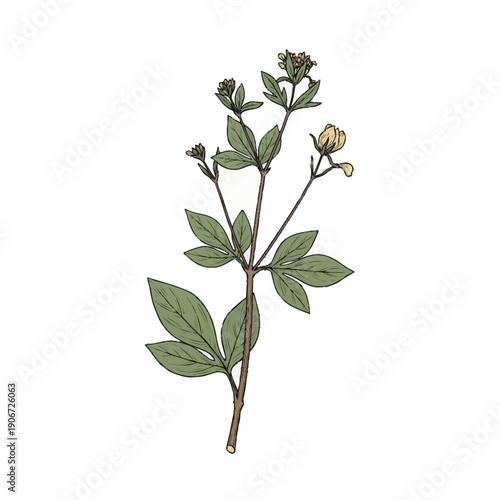 Illustration of a flowering plant with green leaves and small yellow buds.