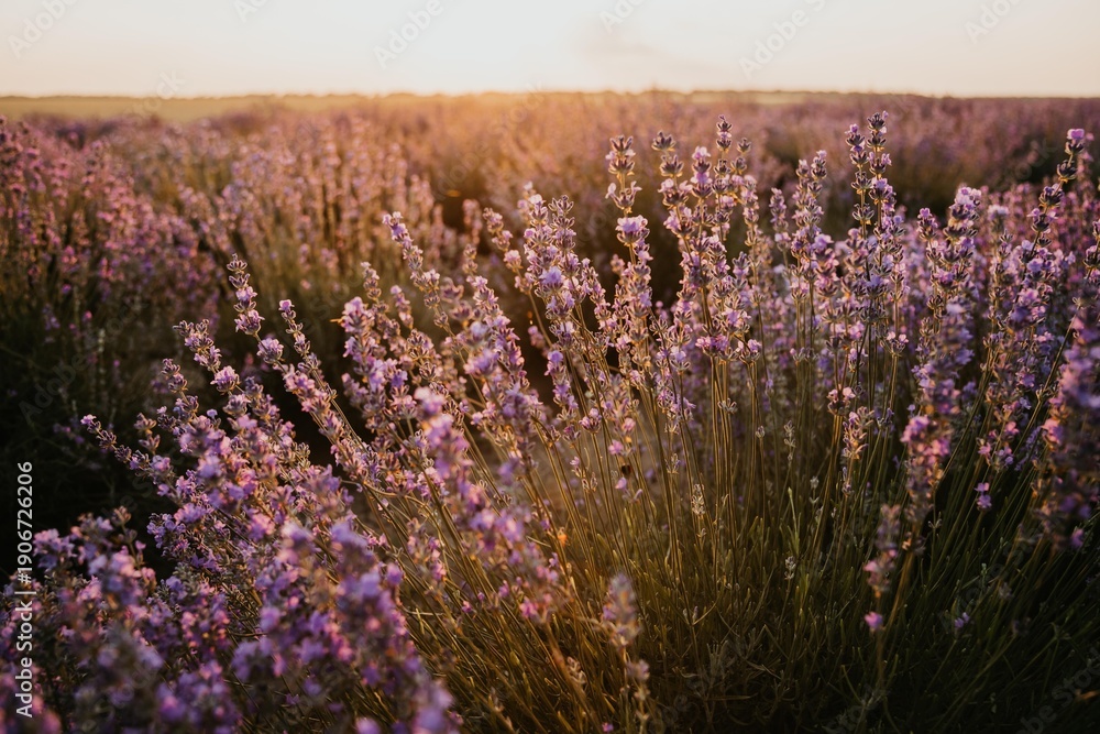 Obraz premium Lavender field in bloom during sunset with warm golden light