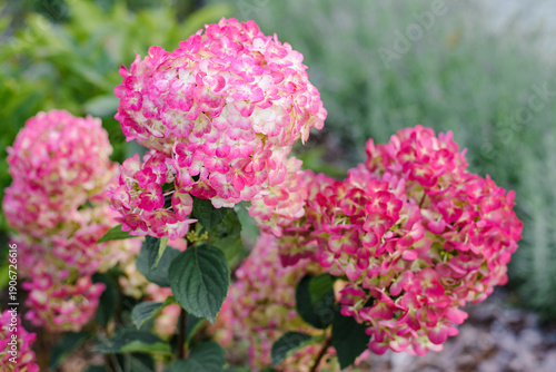 Framboisine Hydrangea in Delicate Pink Transformation