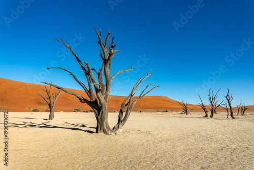Quadro su tela Deadvlei (or Dead Vlei), dead  trees and sand dunes in Sossusvlei, Namib Naukluf