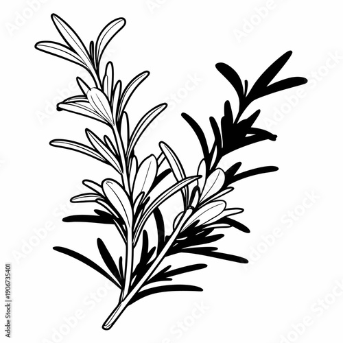 Detailed black and white line art of rosemary herb with intricate leaves and stems on white background