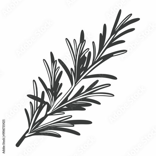 Black and white rosemary herb illustration with detailed branch and needle-like leaves for culinary and botanical art