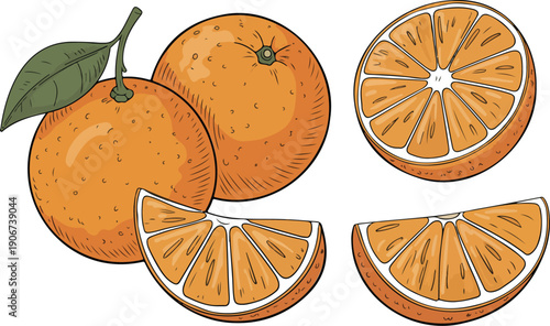 Citrus Sketch Illustration Collection  Oranges in Natural Hand Drawn Style