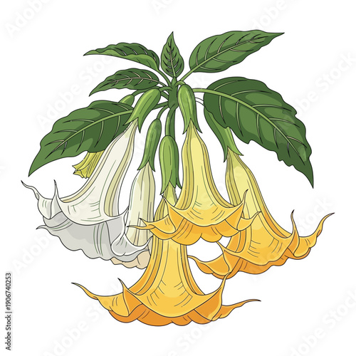 Datura flower illustration with yellow and white blooms