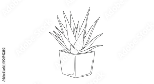 Delicate black and white line drawing of an aloe vera plant in a square pot showing detailed leaf textures for botanical art and wellness.