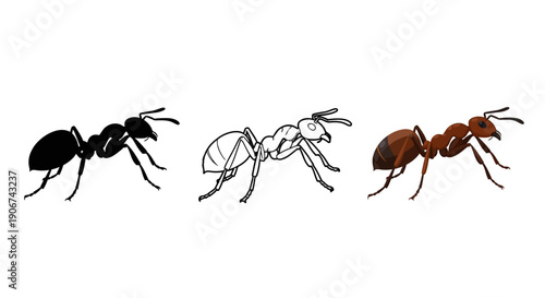Collection of three distinct ant illustrations showcasing a black silhouette a detailed outline and a full color realistic representation against a white background