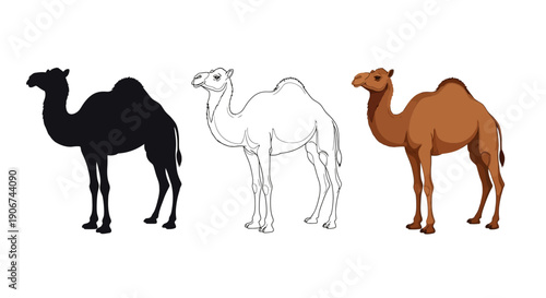 Collection of three distinct camel illustrations showing silhouette line art and a realistic colored graphic style ideal for desert themes