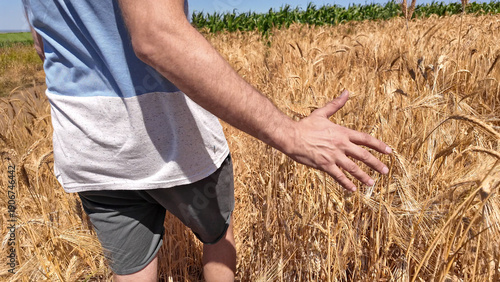 Bilde på lerret Man touching fresh wheat on the farm.