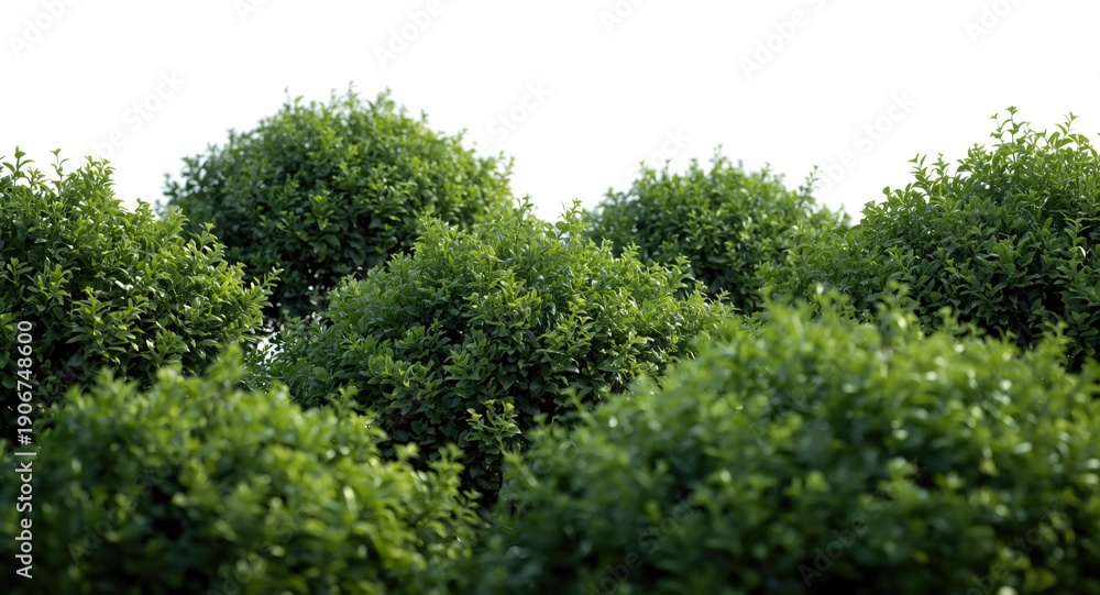 Fototapeta premium Landscaping bushes isolated on a white background for design