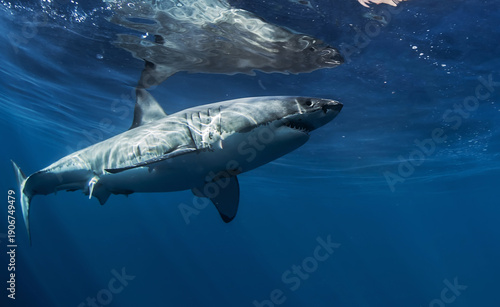Wild great white shark underwater in the Pacific Ocean, Guadalupe Island, Mexico. Marine predator in clear blue sea with sunlight beams, realistic wildlife and ocean adventure scene.