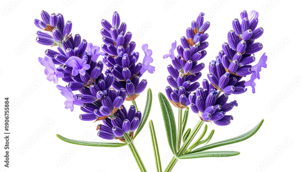 Obraz premium Close-up of delicate purple lavender flowers and green leaves on a stark black background