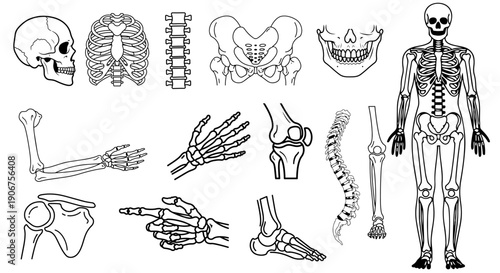 Human skeleton anatomy detailed vector illustration set