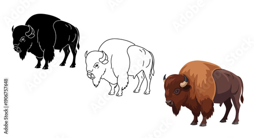Set of three distinct American bison illustrations showcasing a detailed color version a solid silhouette and a clean outline drawing perfect for diverse design projects