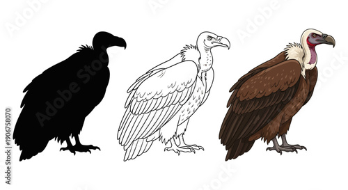 A detailed set of three illustrations showcasing a standing lappet-faced vulture including a black silhouette a clean outline and a full color depiction