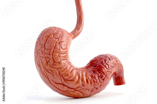 Anatomically Accurate Human Stomach Isolated