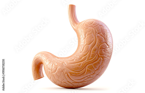 Human Stomach with Anatomical Folds 3D Visualization
