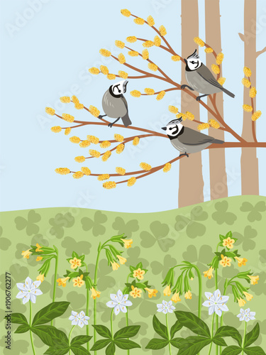 vector drawing spring landscape with birds, flowers and trees, crested tits at willow branch with catkins, primroses and chickweed-wintergreen, hand drawn illustration