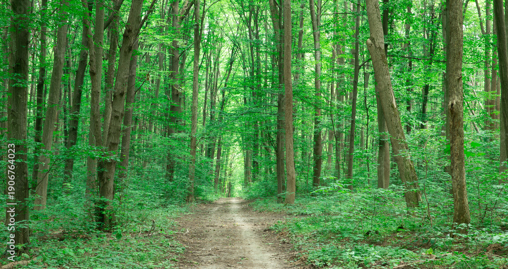 Naklejka premium green Forest trees. nature green wood sunlight backgrounds