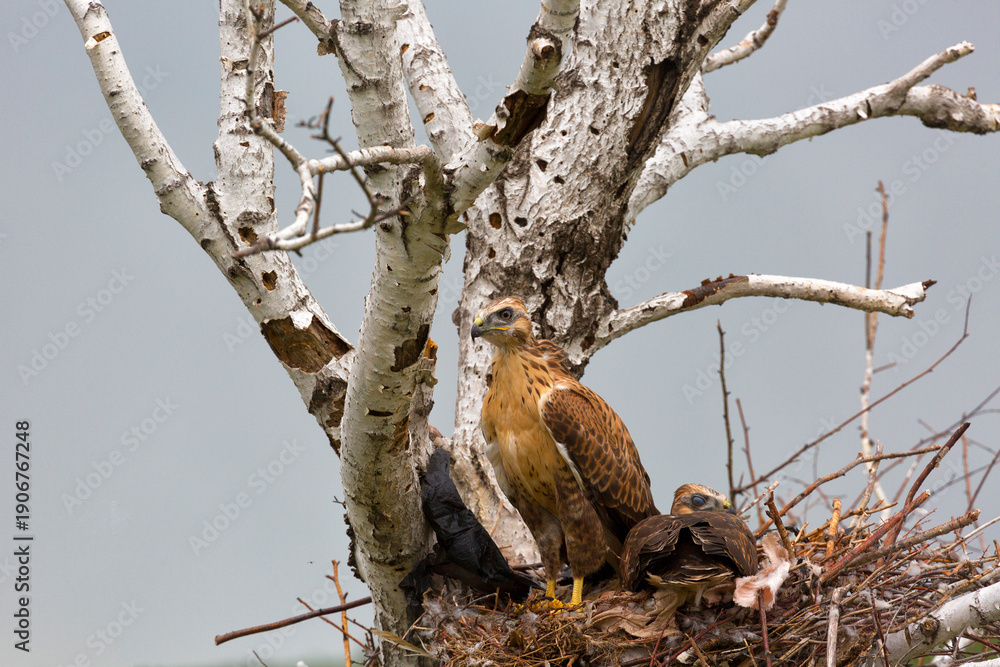 Fototapeta premium Grown-up buzzard chicks in the nest