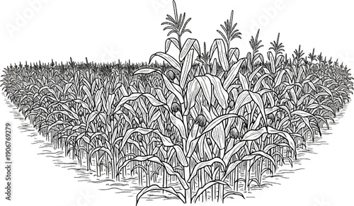 An artistic line drawing of a dense cornfield with rows receding into the distance under a white sky