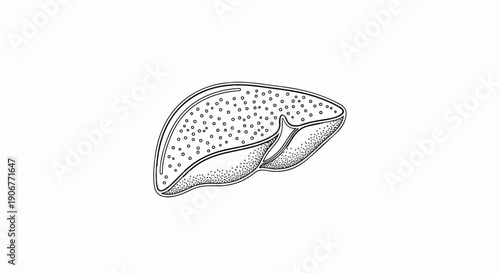 Anatomical illustration of a human liver, detailed sketch
