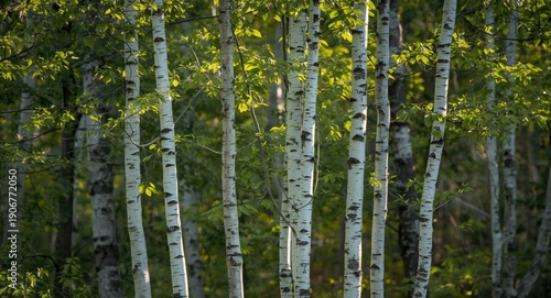 Birch saplings standing upright in a tight grouping in a woodlot