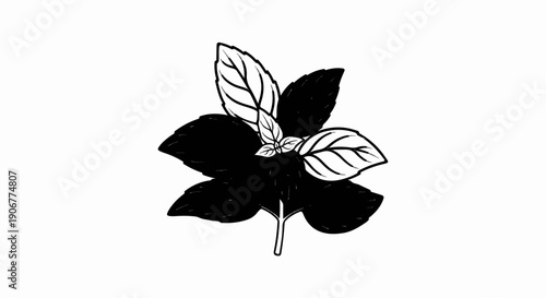 Black and white drawing of a fresh herb plant with detailed leaves
