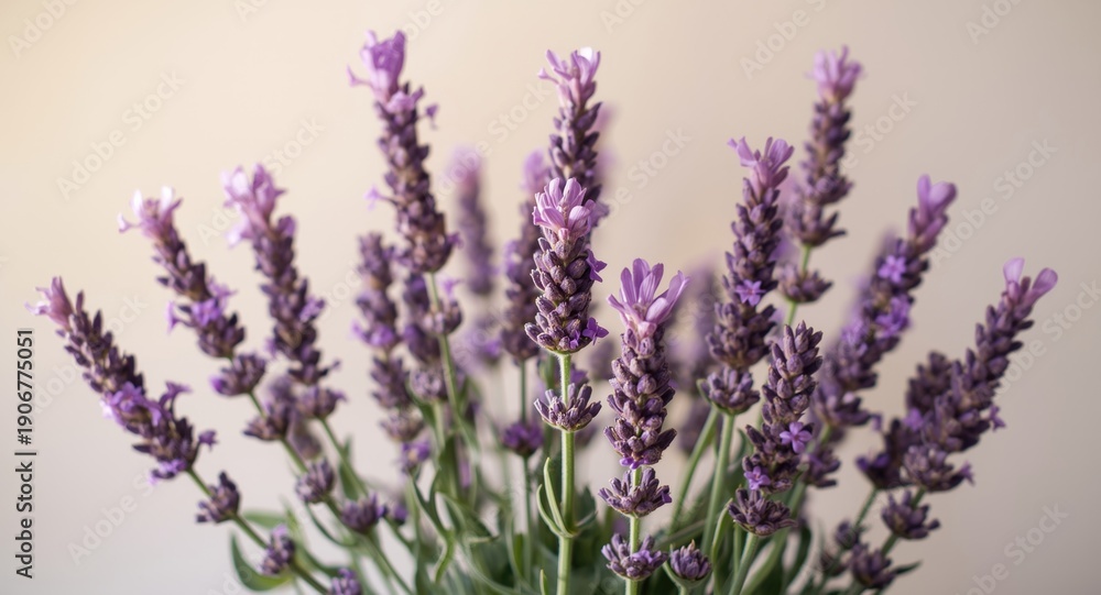 Obraz premium Fragrant Lavender Flowers Enhanced by Various Pink and Purple Shades