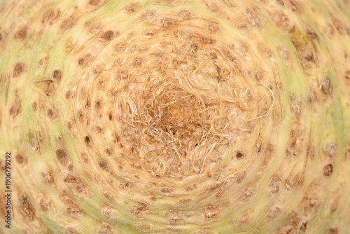 A high resolution macro shot showing the circular patterns and rough skin texture of a raw celeriac root surface