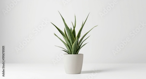 Isolated green snake plant with long leaves in a pot on a white background