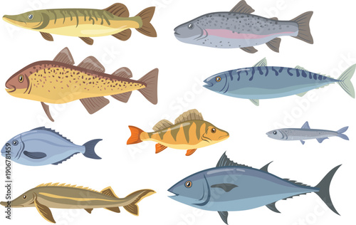 Fotografie Fish biology illustration showing salmon egg fry and smolt vector