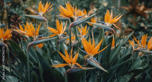 Decorative arrangement of blooming strelitzia flowers in a garden with fresh colors and copyspace
