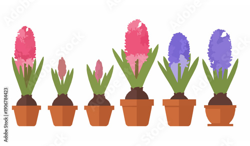 Flat hyacinth flower pots illustration for spring and gardening design