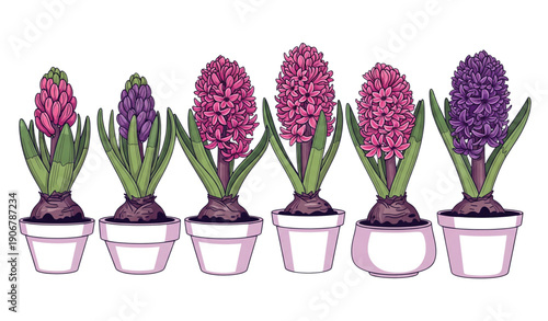 Decorative hyacinth flowers in pots vector art for spring decor