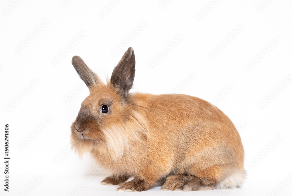 Fototapeta premium Little dwarf rabbit isolated on white