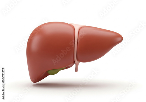 Anatomical illustration of a human liver.