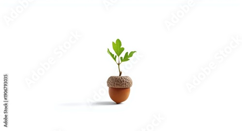 Isolated young oak sapling from an acorn on stark white background