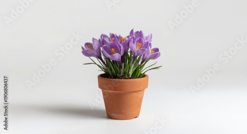 Wallpaper Mural Blooming crocuses in a spring flower container on a plain white backdrop Torontodigital.ca