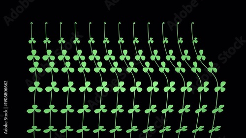 Clover branches growing with alpha channel