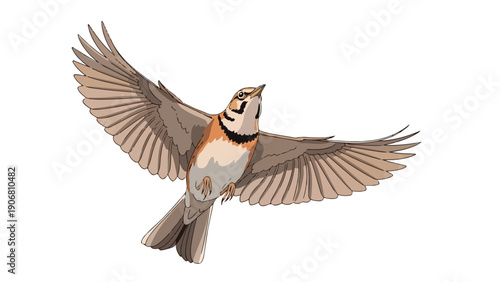 Illustration of a bird in mid-flight with outstretched wings against a clean white background.